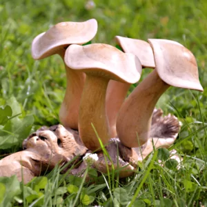 jamur kayu - kandungan alami beyondblack penghitam rambut